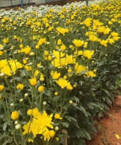 Bông cúc cánh dài - Ảnh 2