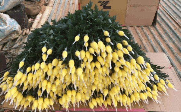 Bông cúc lưới - Hình ảnh 2