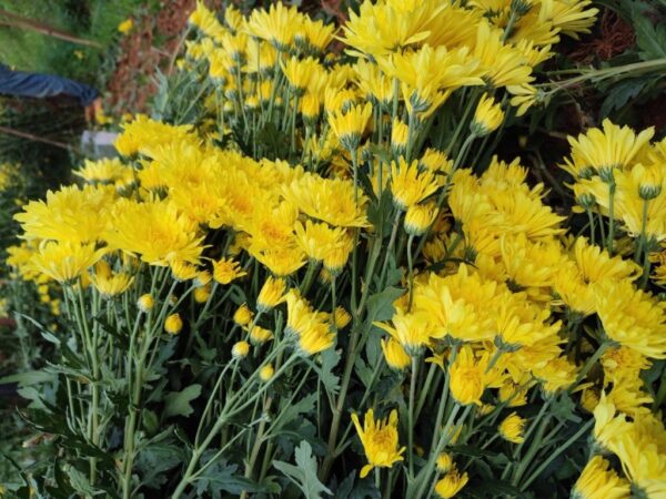 Bông cúc cánh dài