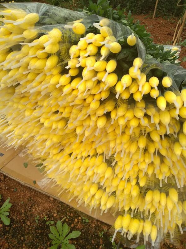 Cách bảo quản hoa tươi lâu