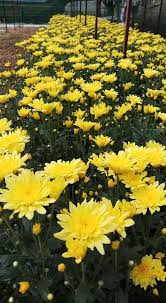 Bông cúc cánh dài - Ảnh 4