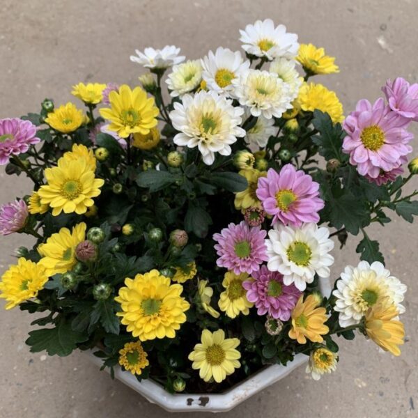 Bông Cúc Tứ Quý