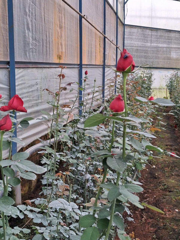 Bông Hồng Đỏ Đà Lạt