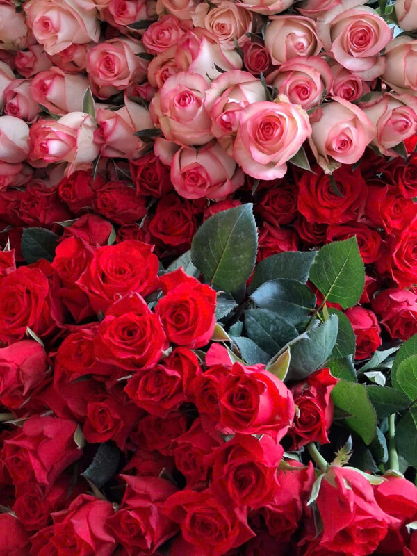 Bông Hồng Đỏ Đà Lạt