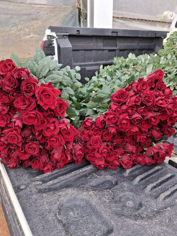 Bông Hồng Đỏ Đà Lạt